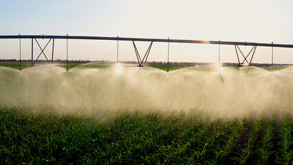 Aerial view pivot at work in potato field, watering crop for more growth. Center pivot system...