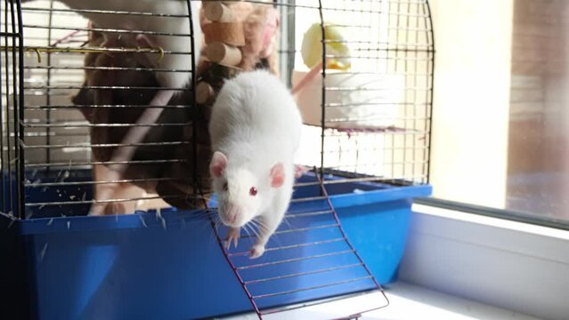 Two white domestic lab rats trying go out the cage and playing with human. High quality 4k footage