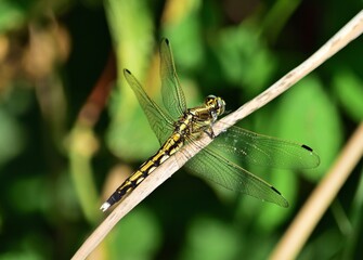 Östlicher Blaupfeil (Orthetrum albistylum) Weibchen