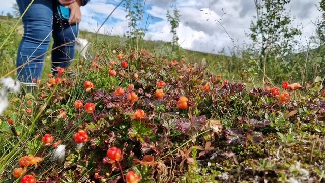 Hiker foraging ripe cloudberries in norwegian wilderness, static shot