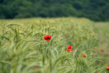 poppy in a field
