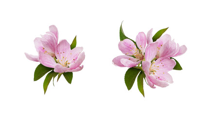 Fototapeta Set of spring arrangements with Pink flowers and green leaves of Malus floribunda (profusely flowering apple) isolated on white  or transparent background obraz
