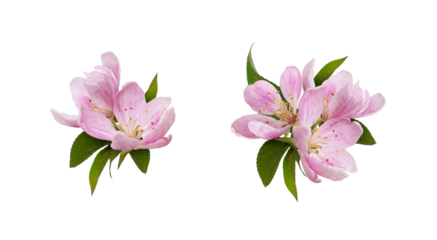 Set of spring arrangements with Pink flowers and green leaves of Malus floribunda (profusely flowering apple) isolated on white  or transparent background