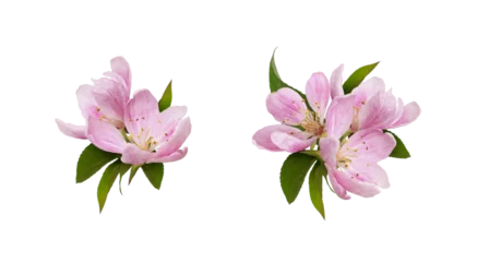 Foto op Canvas Set of spring arrangements with Pink flowers and green leaves of Malus floribunda (profusely flowering apple) isolated on white  or transparent background © Ortis