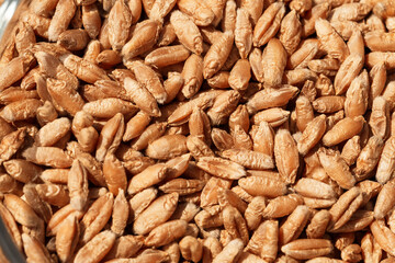 Wheat grain as background texture