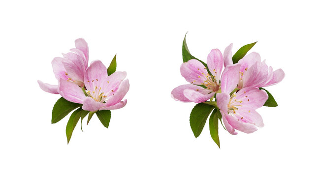 Set of spring arrangements with Pink flowers and green leaves of Malus floribunda (profusely flowering apple) isolated on white  or transparent background