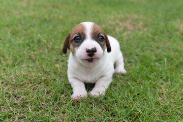 puppy dog Jack russel terrier on lawn near house.