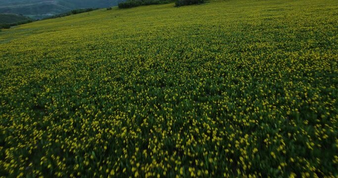 Yellow Wildflower Meadow on Breathtaking Utah Mountain, Cinematic Aerial Tilt-up Reveal
