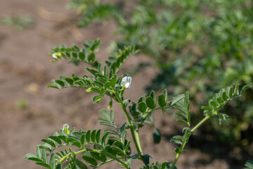 Chickpeas in garden with leaves. Chickpeas plant growing.