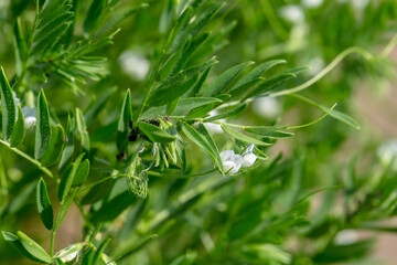 Close-up of lentil plant with white flowers. Lentil field. Detail of flowers and tendrils on a green background