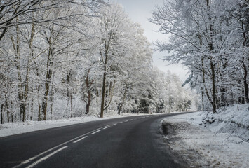 Fototapeta premium Asphalt road among trees covered with snow in Mazowsze region of Poland