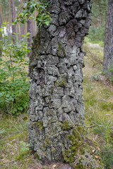 Betula pubescens (syn. Betula alba), commonly known as downy birch is a species of deciduous tree....