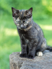 brown kitten