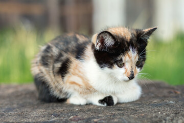 tricolor kitten
