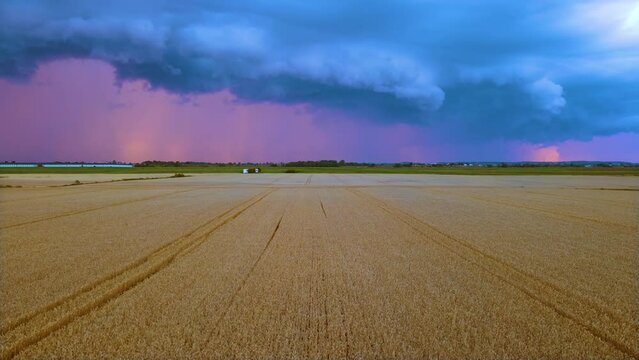 Golden ripe wheat field with rainy sky and dark blue dramatic clouds in harvest season. Stormy weather for crop harvesting. Failure agro business. Work in agronomic farm business and production
