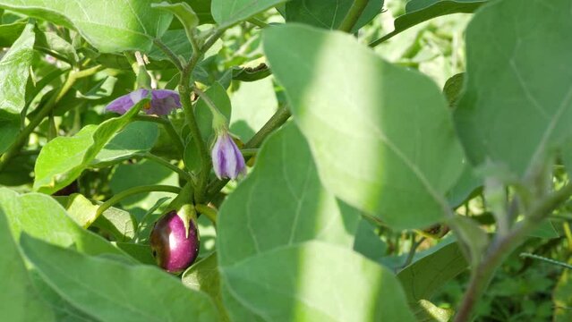 Solanum melongena also called eggplant, terung, terong, brinjal, aubergine is a plant species in the nightshade family Solanaceae. purple flower on the tree in the community garden.