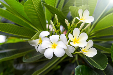 Beautiful white Plumeria flower from tropical garden, nature concept, outdoor day light