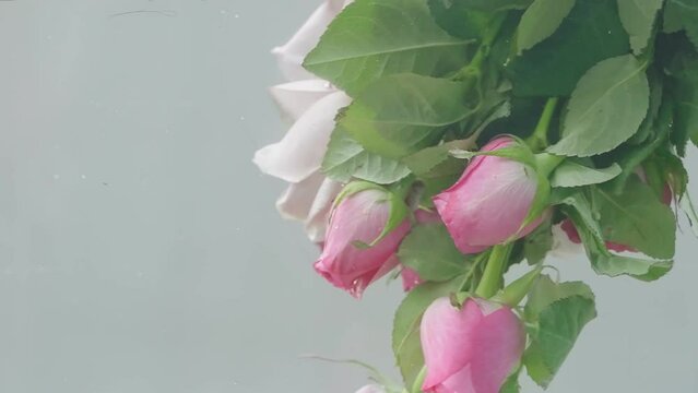 Graceful Pink Tulips in Aquatic Elegance Slow-Motion CloseUp