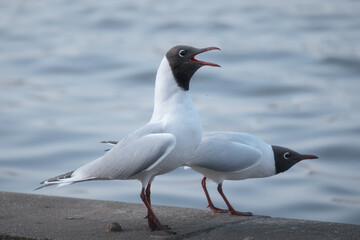 A couple of the seagulls on a pier. Black-headed Gull (Chroicocephalus ridibundus). Scotland. High quality photo