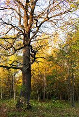 Fototapeta premium autumn forest