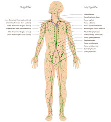 Infografik Lehrmaterial: Lymphgefäßsystem des Menschen - Lymphsystem - Beschriftung: deutsch / latein