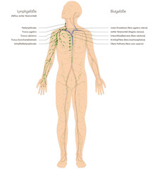Fototapeta premium Infografik Lehrmaterial: Lymphgefäßsystem des Menschen - Lymphsystem - Lymphgefäße Abfluss rechter Venenwinkel - Beschriftung: deutsch / latein