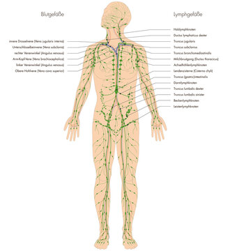 Infografik Lehrmaterial: Lymphgef&auml;&szlig;system des Menschen - Lymphsystem - Beschriftung: deutsch / latein