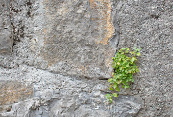Plant growing on old wall with textured surface and copy space