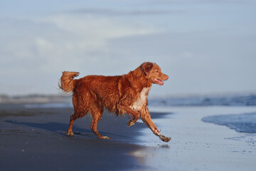 red dog runs along the beach. Nova Scotia duck tolling retriever on sea