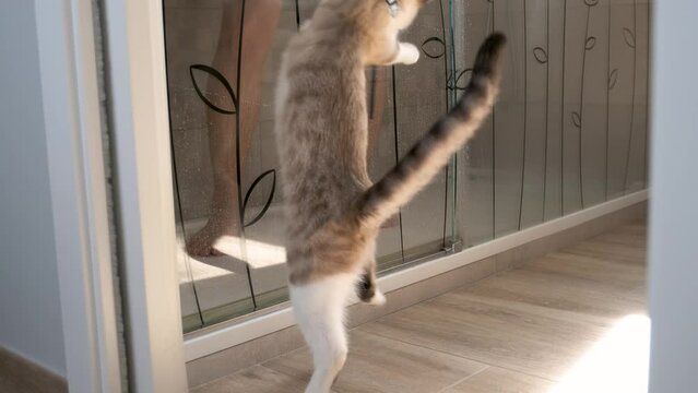 Tabby cat trying to catch squeegee while his owner is cleaning the shower screen after showering.