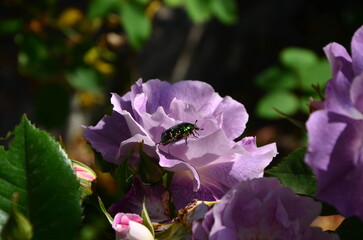 Cetonia aurata beetle on a purple rose flower close-up