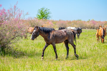 A herd of horses graze in the meadow in summer, eat grass, walk and frolic. Pregnant horses and...