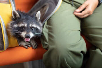 A tame pet raccoon on a train with its owner, traveling with an animal