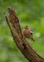 Pinsons des arbres ( IA bruit )