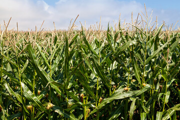 Obraz premium Corn field ready for harvest