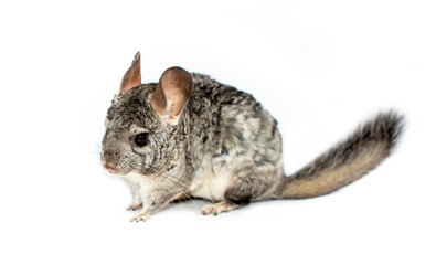 Obraz premium Chinchilla on a white background. Pet, exotic animal.