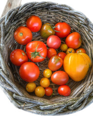 basket of yellow, orange and red tomatoes