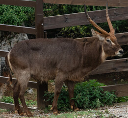 Beautiful specimen of antelope in captivity