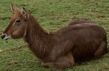 Beautiful specimen of antelope without horns