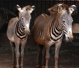 Zebra family, mother and daughter in beautiful black and white colors.