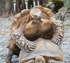 Turtles copulating in mating period.