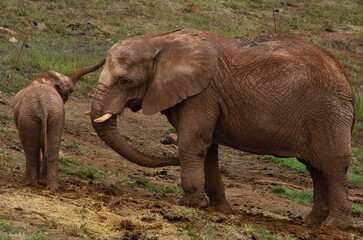 Elephant with her calf walking relaxedly