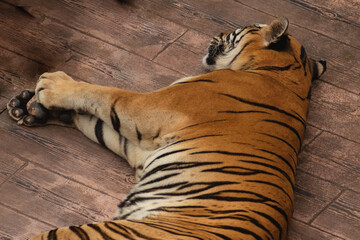 Tiger resting on the ground
