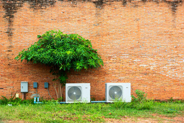 A tree and air condition on old wall blocks at office