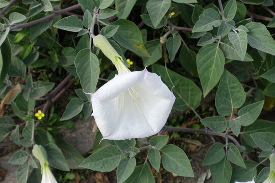 Trumpet shaped white flower of Datura innoxia in October