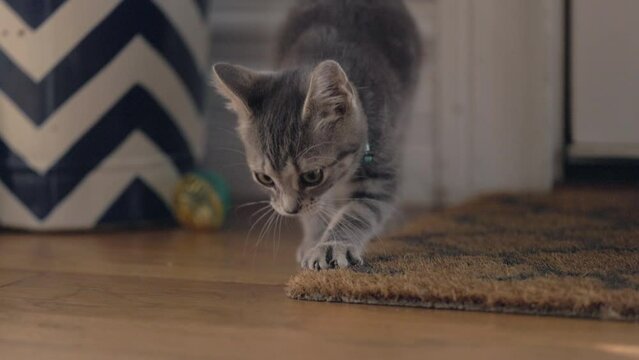 An adorable kitten scratches her paws at a welcome mat.