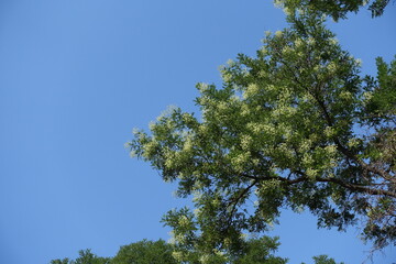 Deep blue sky and branch of blossoming Sophora japonica tree in August