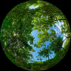 Wide-angle panoramic view of bushes and trees with green leaves shot through a circular fisheye...