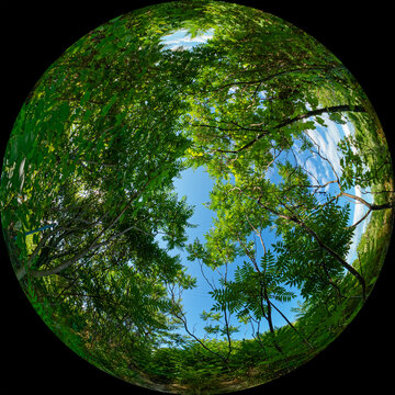 Wide-angle panoramic view of bushes and trees with green leaves shot through a circular fisheye lens. Spherical fulldome photo format