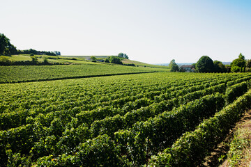 Fototapeta na wymiar St Emilion vineyards in August 2023.